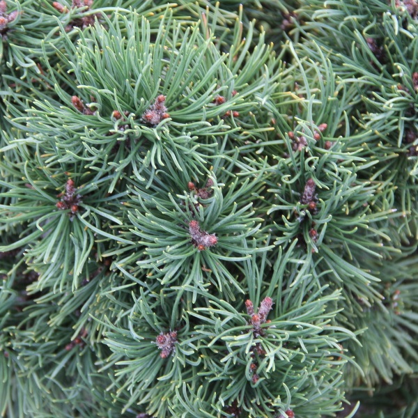 Borovice kleč 'Mughus' kmínek 80cm, 35 litrů-1