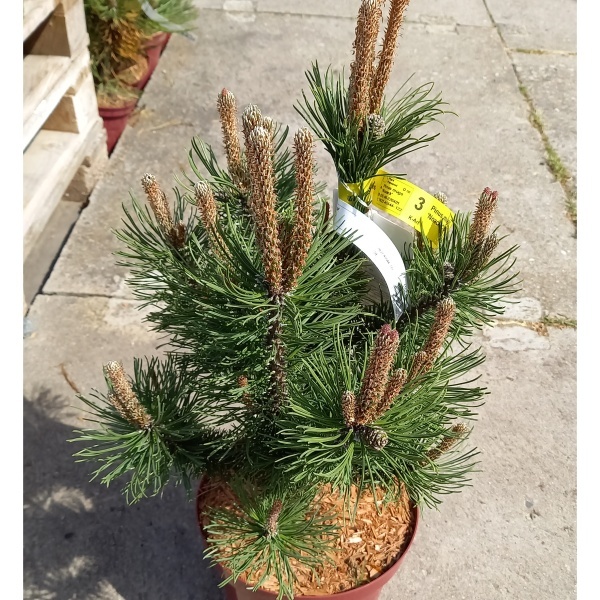 Zakrsle rostoucí jehličnany - Borovice kleč 'Noack' výška 30/40cm, 5 litrů