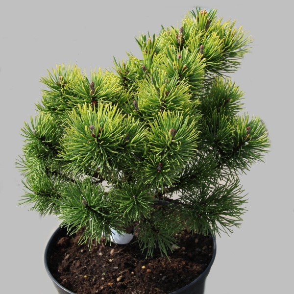 Zakrsle rostoucí jehličnany - Borovice kleč 'Ophir' 4 litry