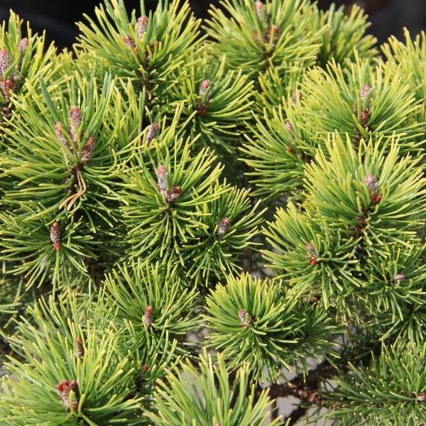 Zakrsle rostoucí jehličnany - Borovice kleč 'Ophir' bonsai 40 litrů