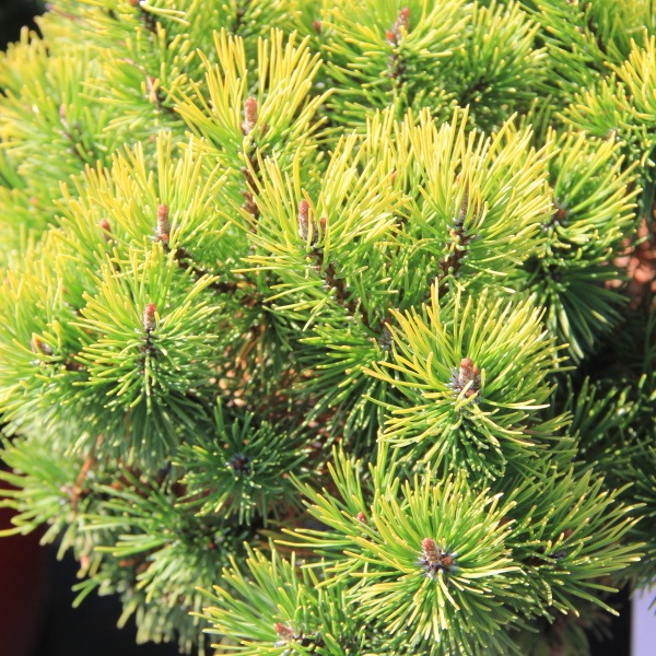 Zakrsle rostoucí jehličnany - Borovice kleč  'Ophir' kmínek 40cm