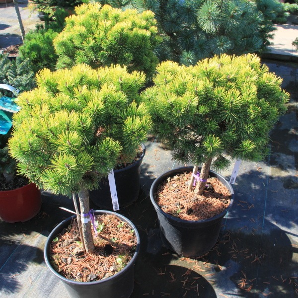 Borovice kleč  'Ophir' kmínek 40cm-0