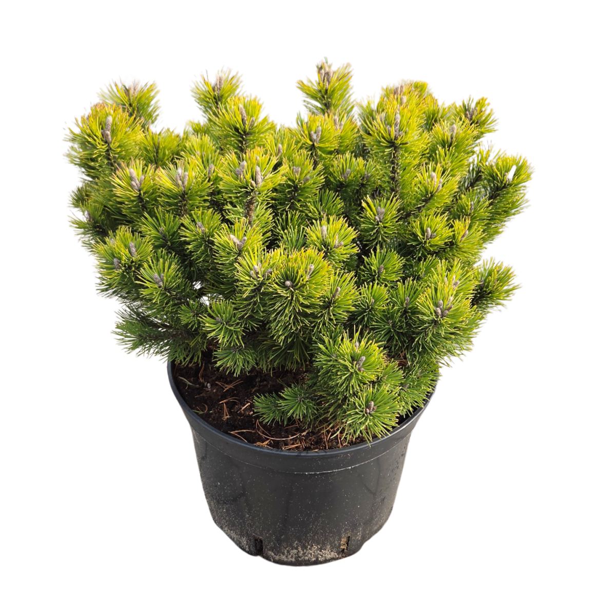 Zakrsle rostoucí jehličnany - Borovice kleč Ophir výška 30/40cm, květináč 12 litrů