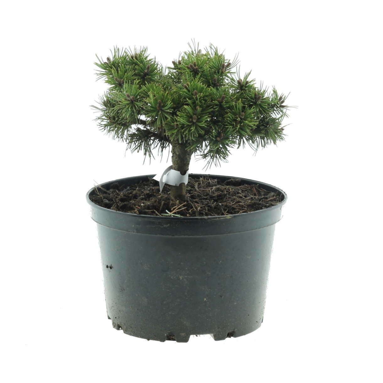 Zakrsle rostoucí jehličnany - Borovice kleč Parade Kissen 3 litry