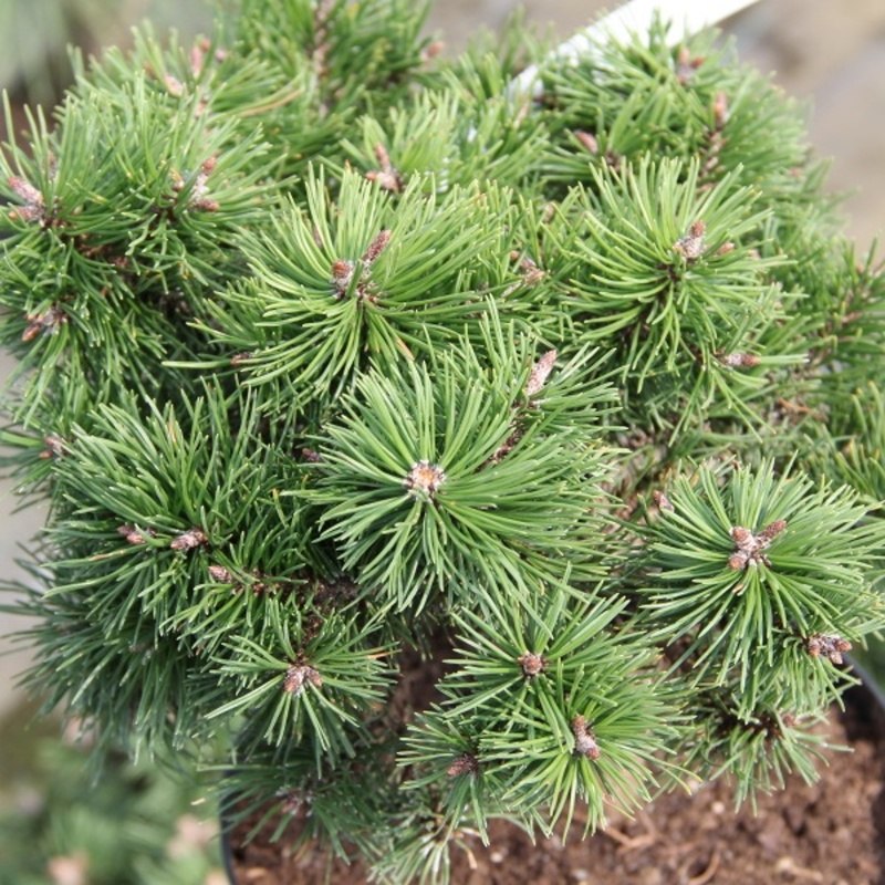 Borovice kleč Parade Kissen 3 litry-0