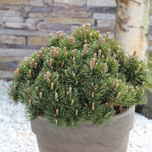 Zakrsle rostoucí jehličnany - Borovice kleč 'Picobello' výška 20/25cm, 3,7 litru