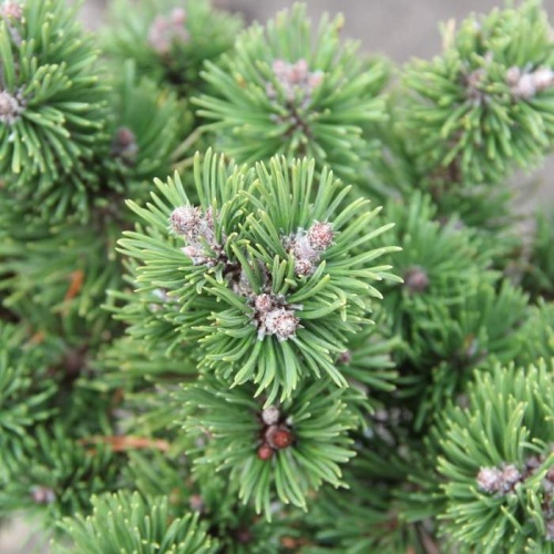 Borovice kleč 'Picobello' výška 20/25cm, 3,7 litru-0