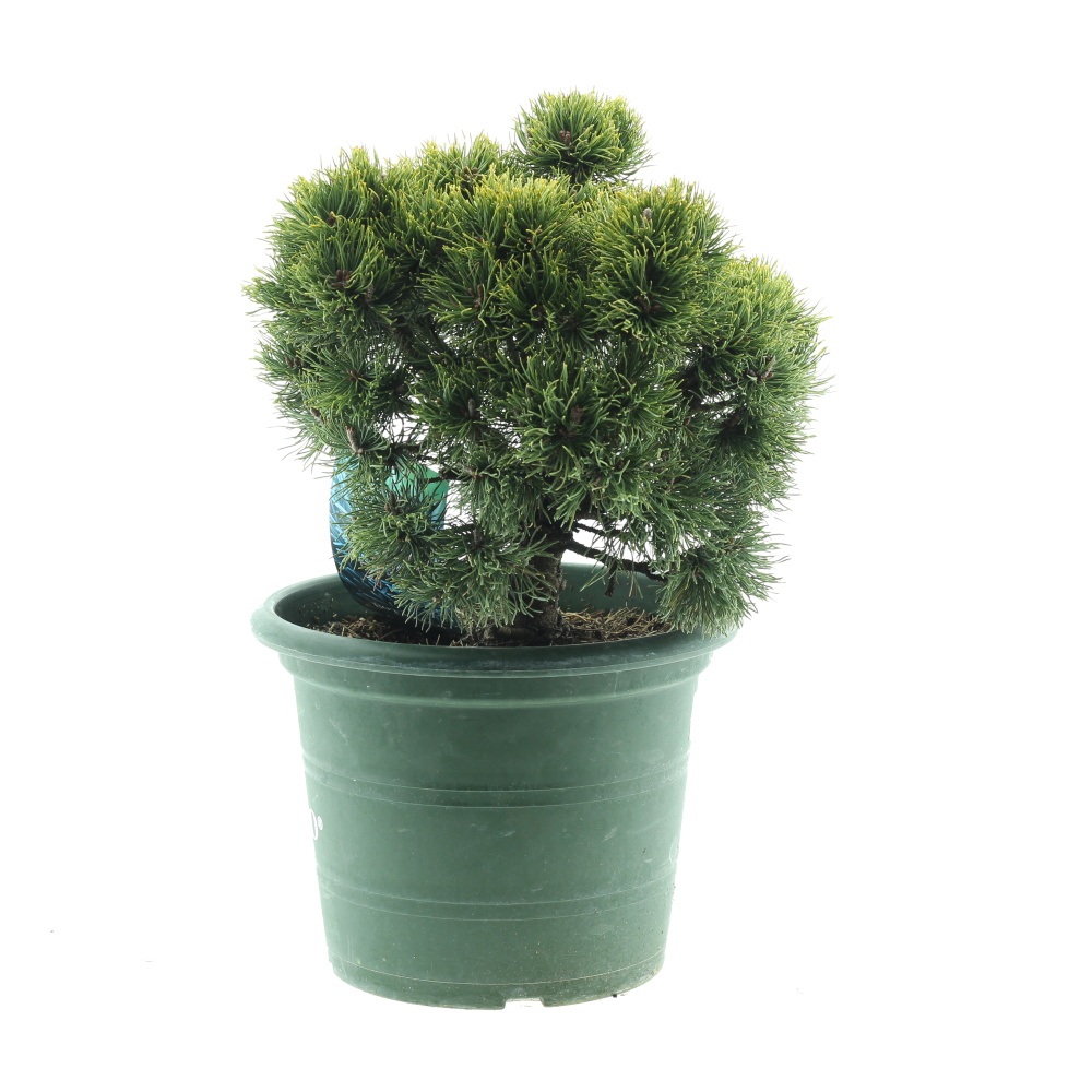 Zakrsle rostoucí jehličnany - Borovice kleč Picobello výška 30/40cm, 10 litrů