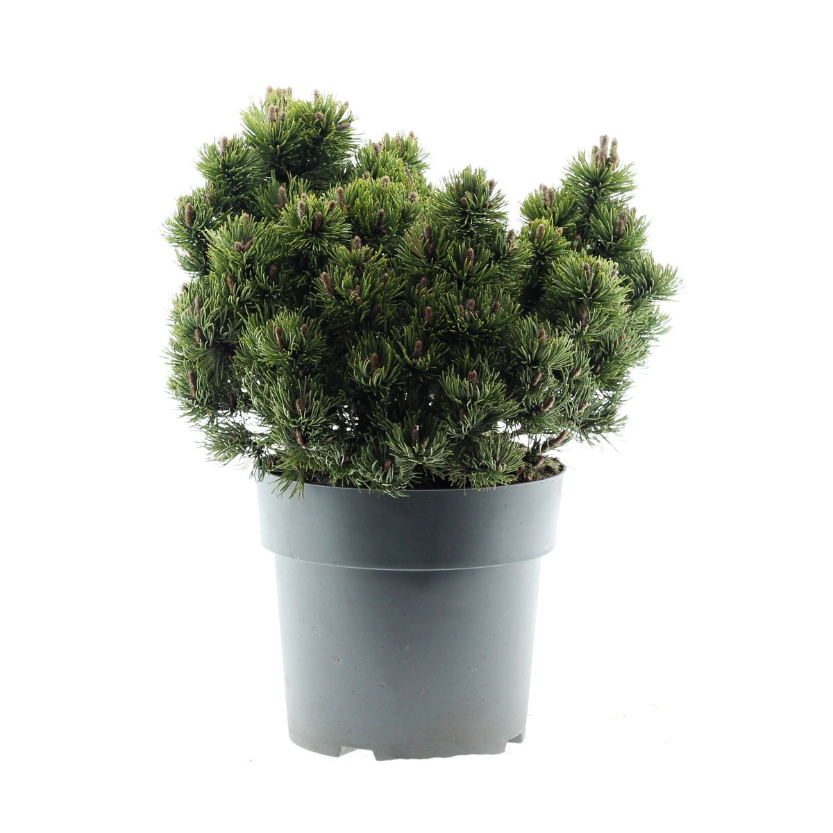 Zakrsle rostoucí jehličnany - Borovice kleč Picobello výška 30/40cm, květináč 4 litry