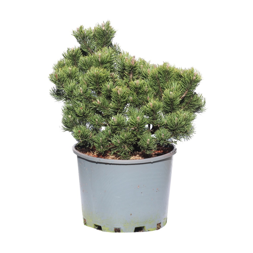 Zakrsle rostoucí jehličnany - Borovice kleč Picobello výška 60/70cm, květináč 25 litrů