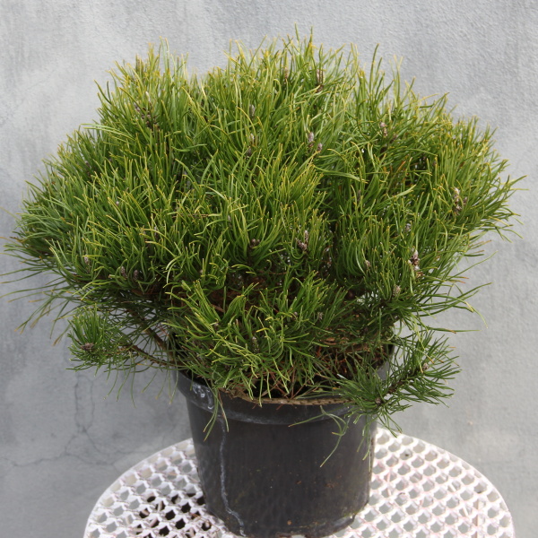 Zakrsle rostoucí jehličnany - Borovice kleč 'Pumilio' 4 litry