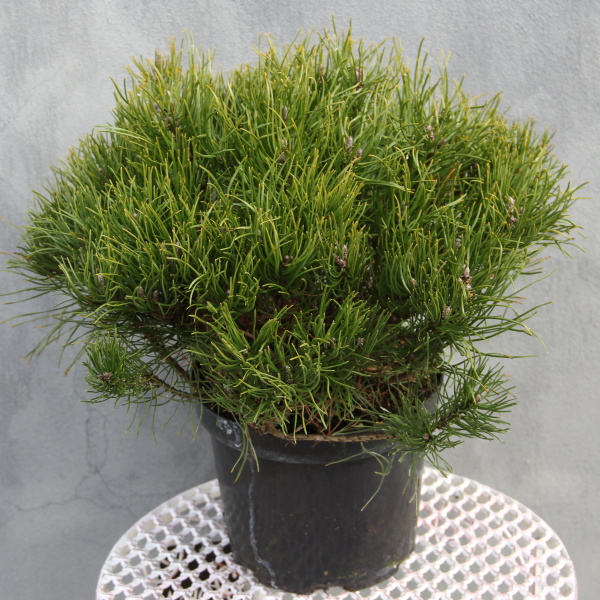 Borovice kleč 'Pumilio' 4 litry-0