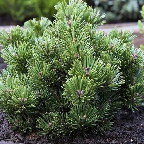 Zakrsle rostoucí jehličnany - Borovice kleč 'Sherwood Compact' kmínek 60cm