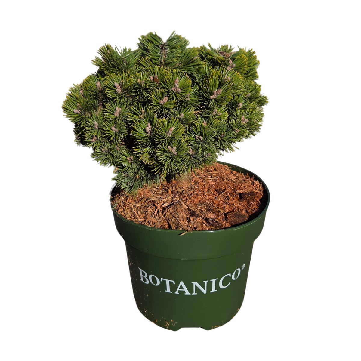 Zakrsle rostoucí jehličnany - Borovice kleč Sherwood Compact výška 30/40cm, kvěitnáč 10 litrů