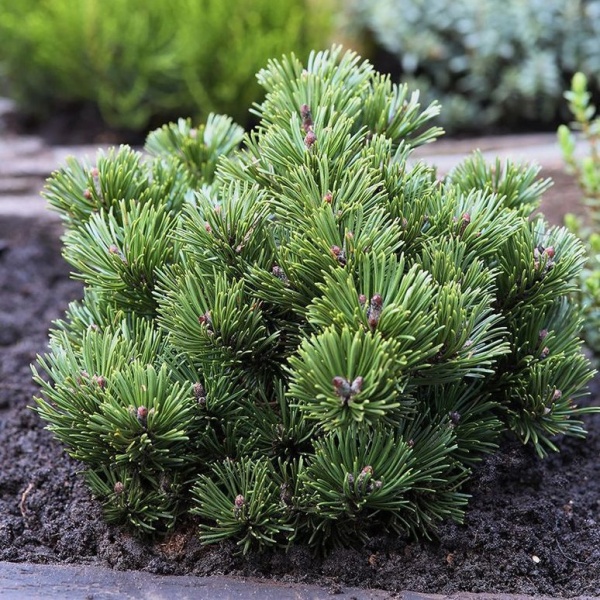 Zakrsle rostoucí jehličnany - Borovice kleč 'Sherwood Compact' výška 40/50cm