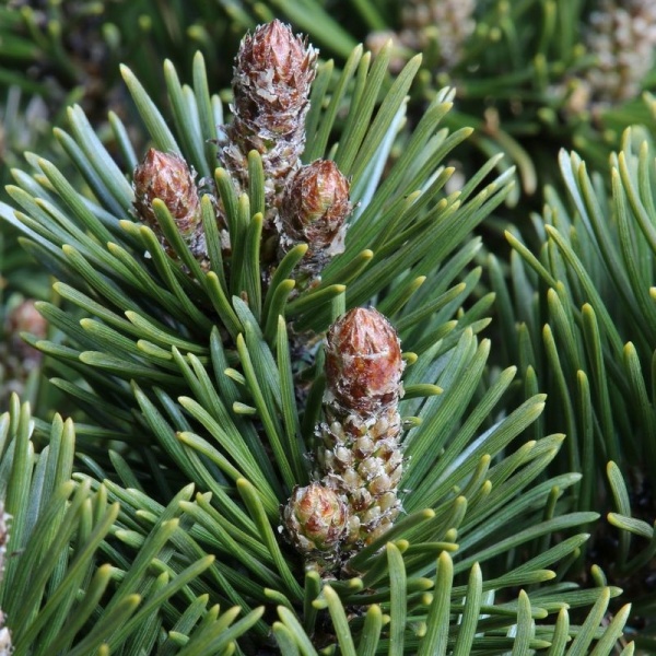 Borovice kleč 'Sherwood Compact' výška 40/50cm-0