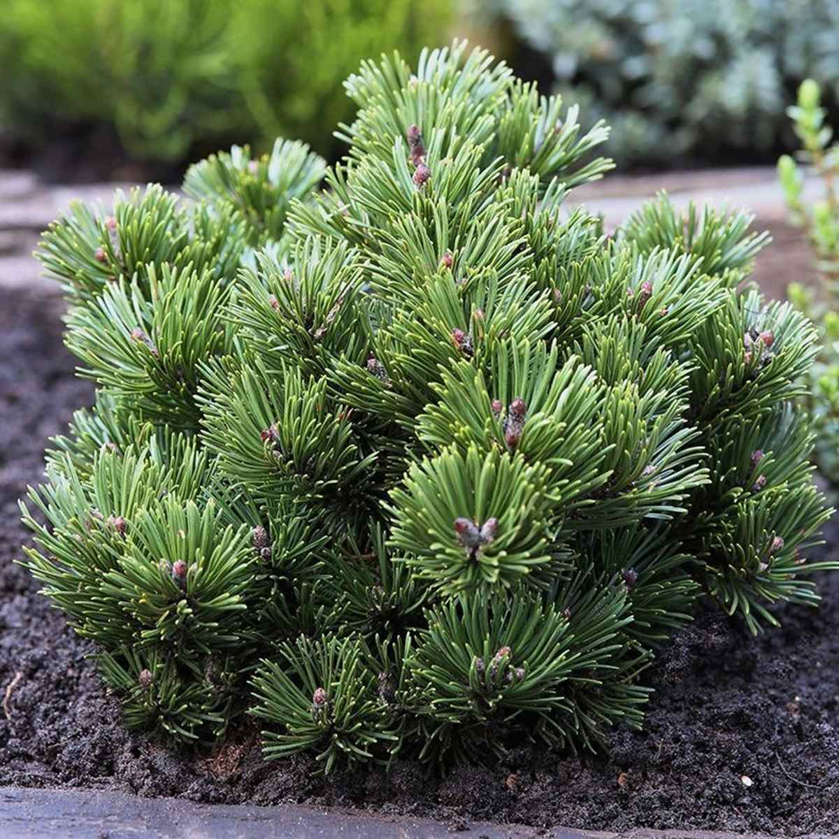 Zakrsle rostoucí jehličnany - Borovice kleč Sherwood Compact výška 50/60cm