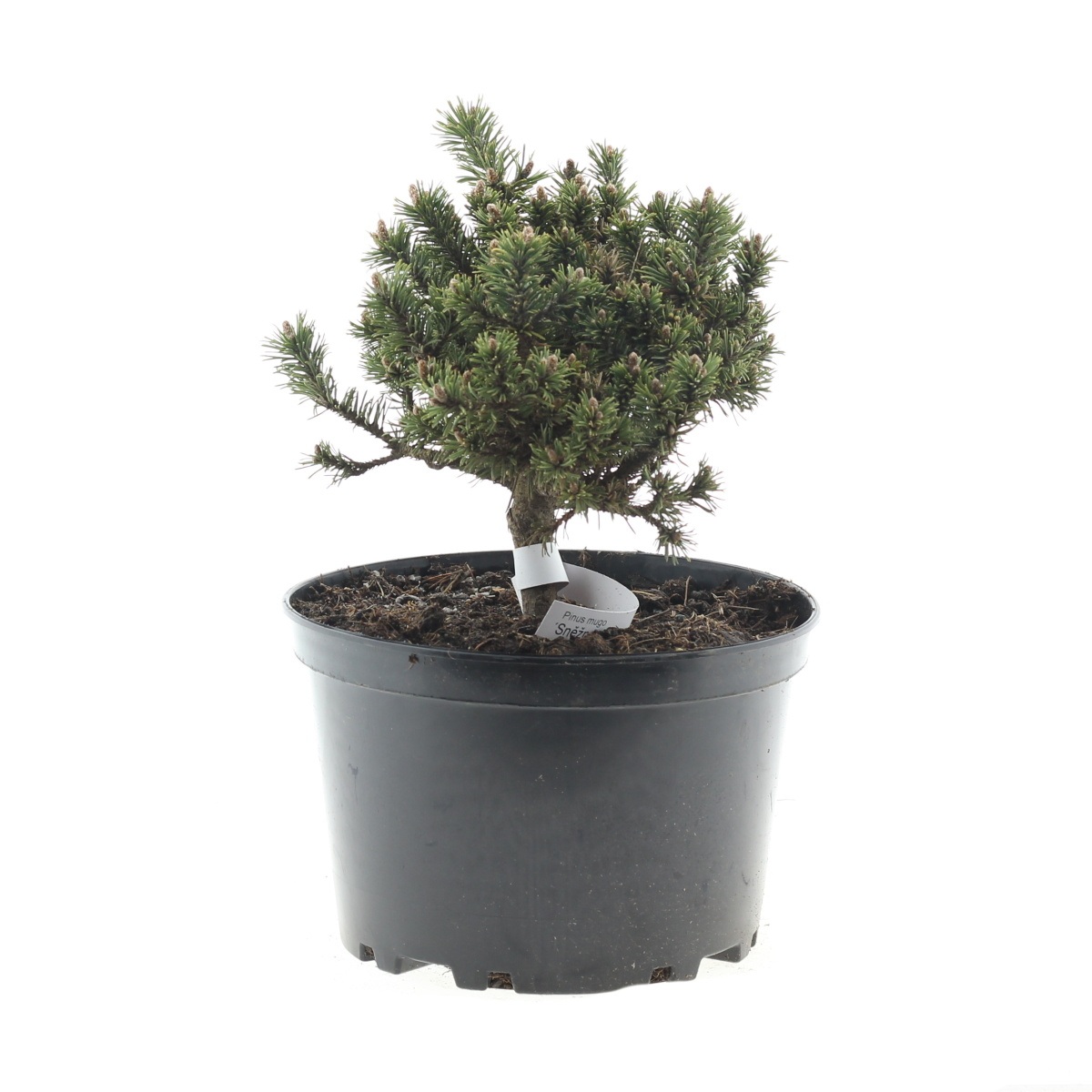 Zakrsle rostoucí jehličnany - Borovice kleč Sněžná květináč 4 litry