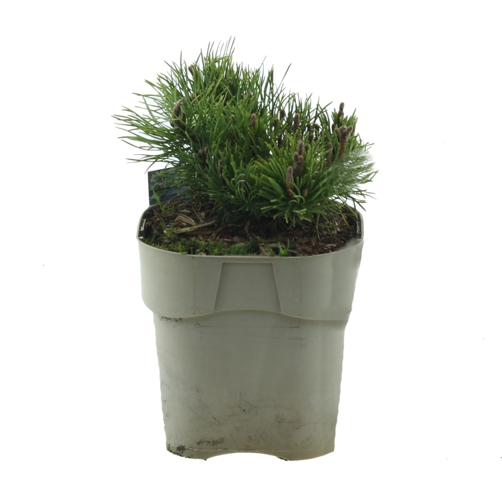 Zakrsle rostoucí jehličnany - Borovice kleč var. Pumilio 2 litry