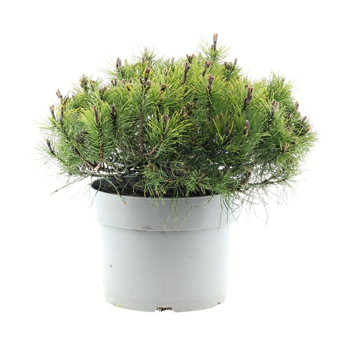 Zakrsle rostoucí jehličnany - Borovice kleč var. Pumilio 5 litrů