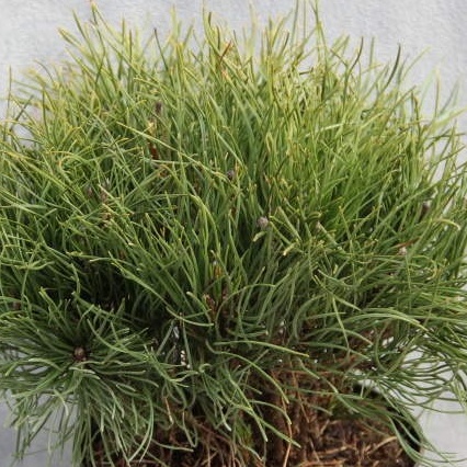 Zakrsle rostoucí jehličnany - Borovice kleč var. Pumilio 7,5 litru