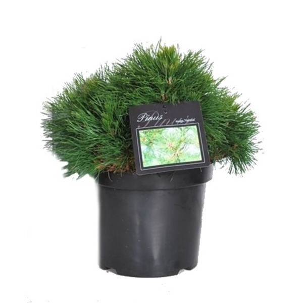 Zakrsle rostoucí jehličnany - Borovice kleč Varella 4 litry