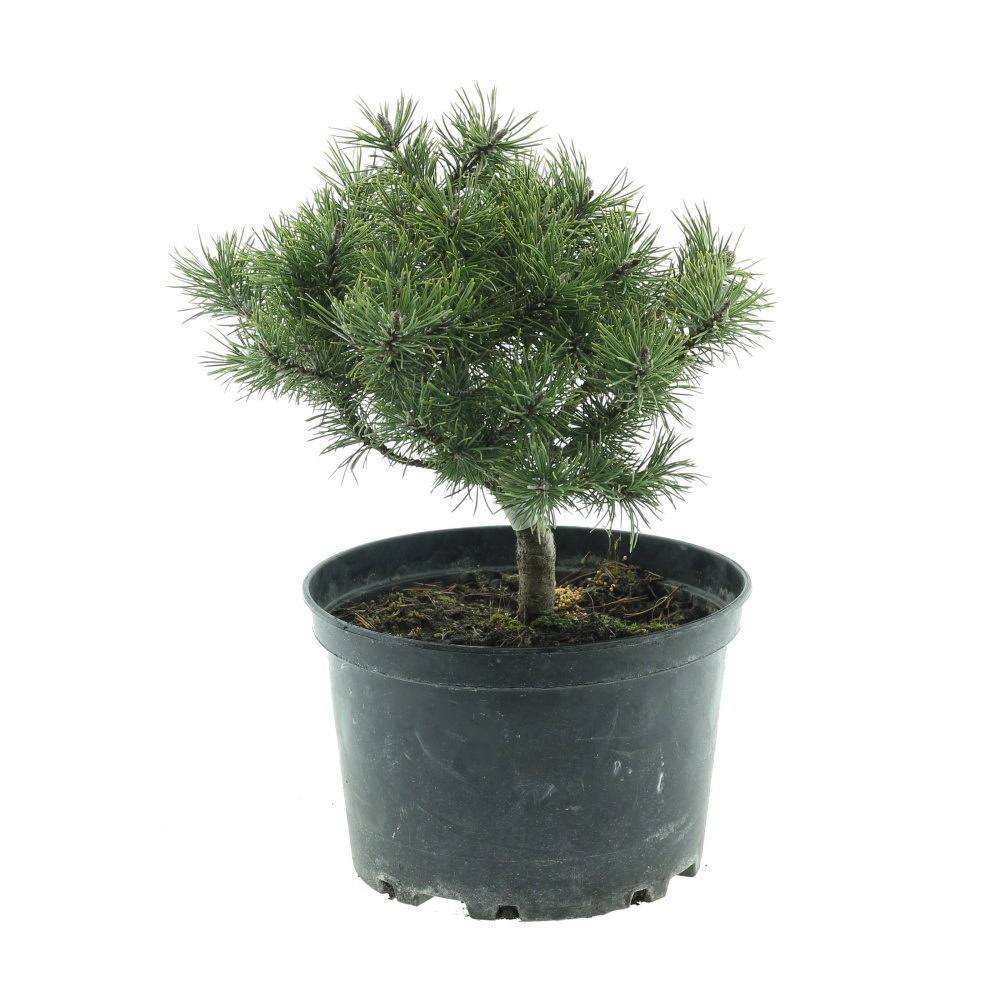 Zakrsle rostoucí jehličnany - Borovice kleč Velká Fatra květináč 5 litrů