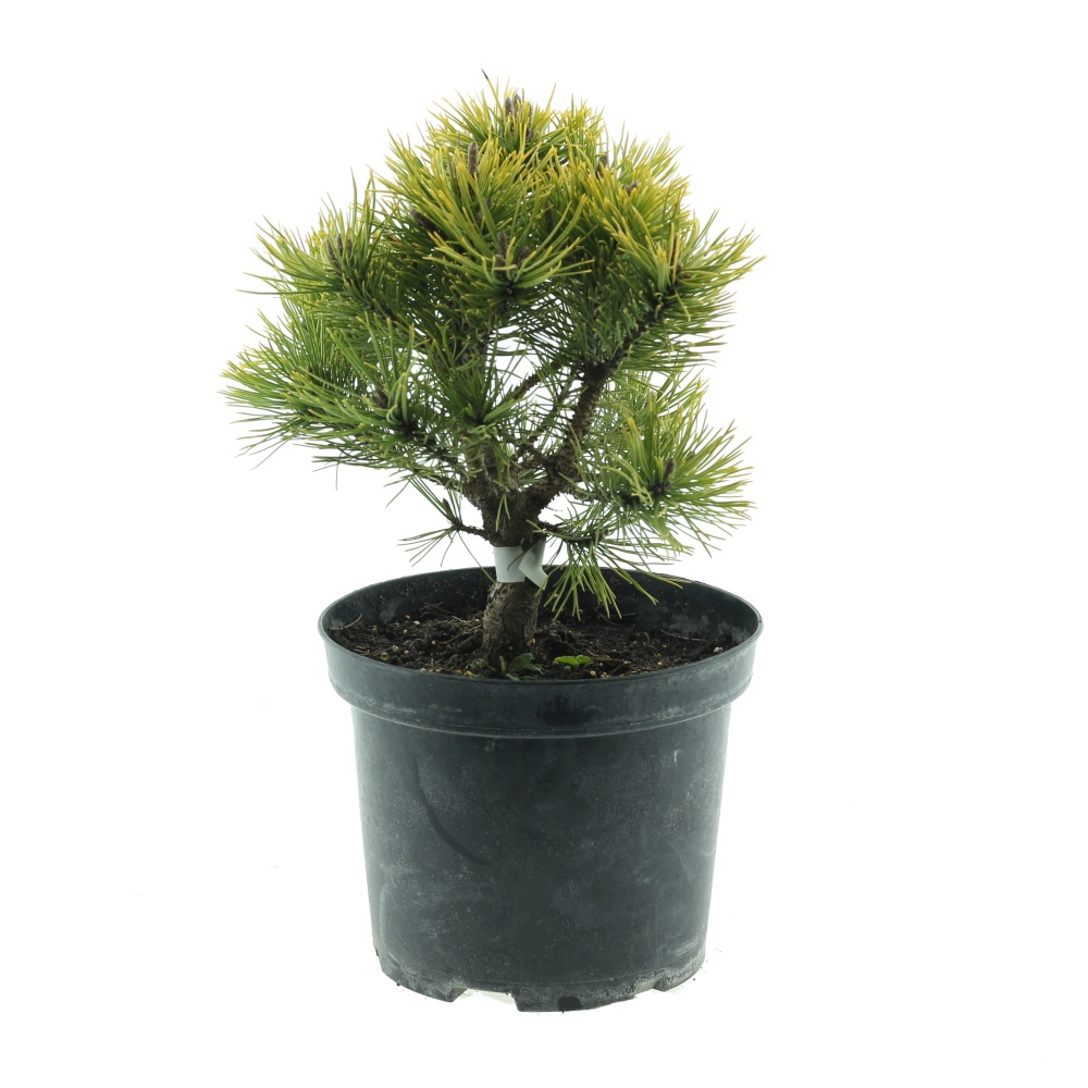 Zakrsle rostoucí jehličnany - Borovice kleč Wintergold 4 litry