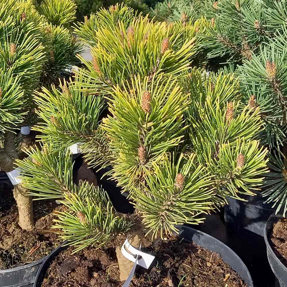 Borovice kleč Wintergold 4 litry-0