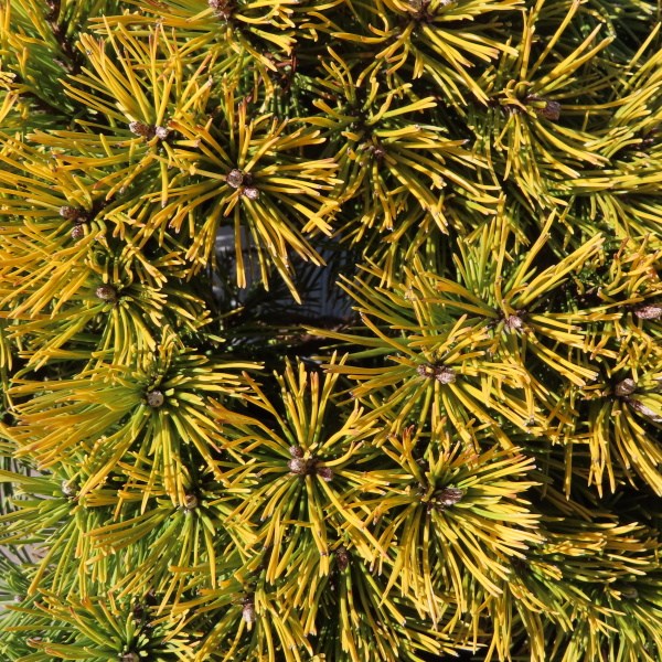 Zakrsle rostoucí jehličnany - Borovice kleč 'Wintergold' 7,5 litru