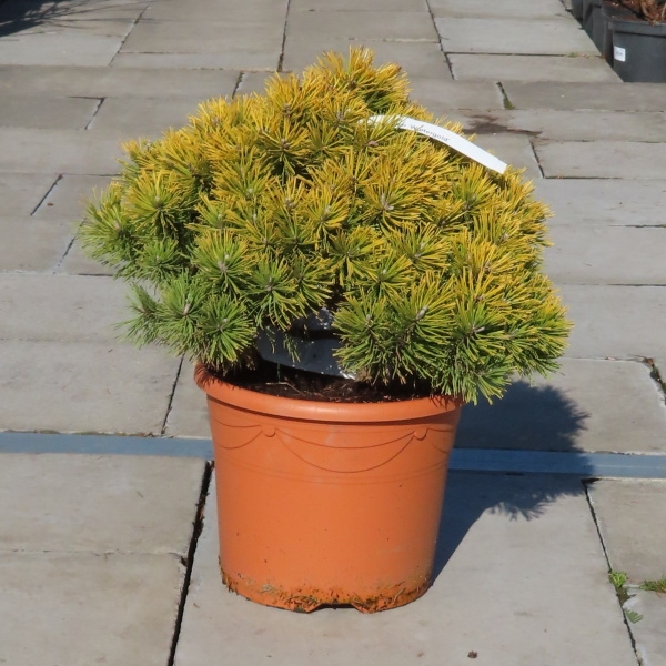 Borovice kleč 'Wintergold' 7,5 litru-0