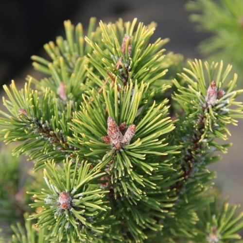 Zakrsle rostoucí jehličnany - Borovice kleč 'Wintergold' výška 40/50cm