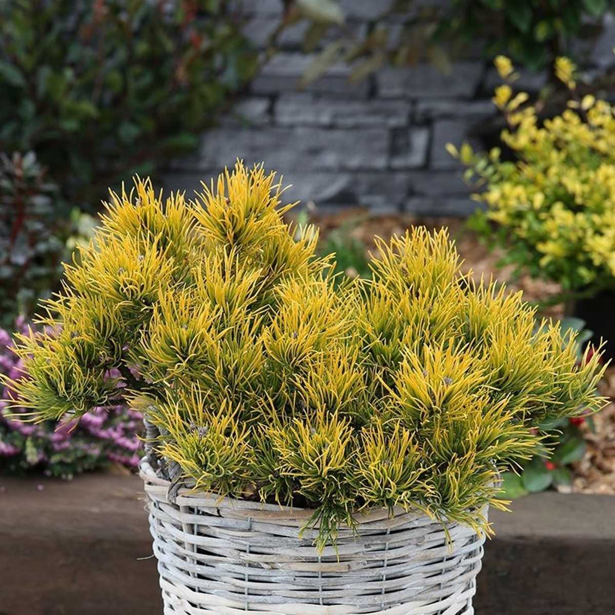 Zakrsle rostoucí jehličnany - Borovice kleč Wintergold výška 70/80cm