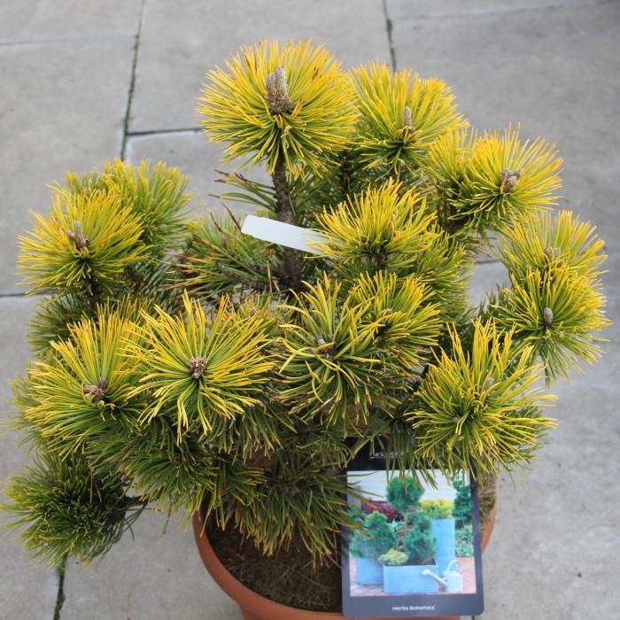 Zakrsle rostoucí jehličnany - Borovice kleč 'Zundert' květináč 7,5 litru, výška 30/40cm, keř