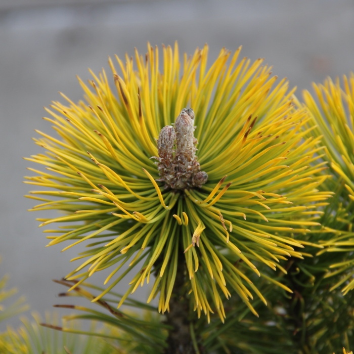 Borovice kleč 'Zundert' květináč 7,5 litru, výška 30/40cm, keř-0