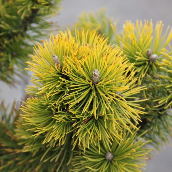 Borovice kleč 'Zundert' květináč 7,5 litru, výška 30/40cm, keř-1