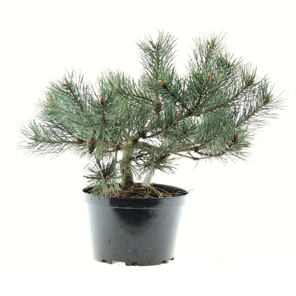 Zakrsle rostoucí jehličnany - Borovice lesní Albyns květináč 5 litrů