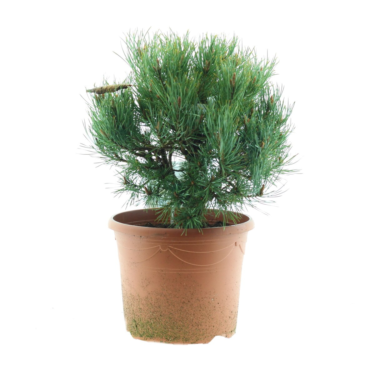 Zakrsle rostoucí jehličnany - Borovice lesní Argentea Compacta výška 30/40cm, květináč 7,5 litru