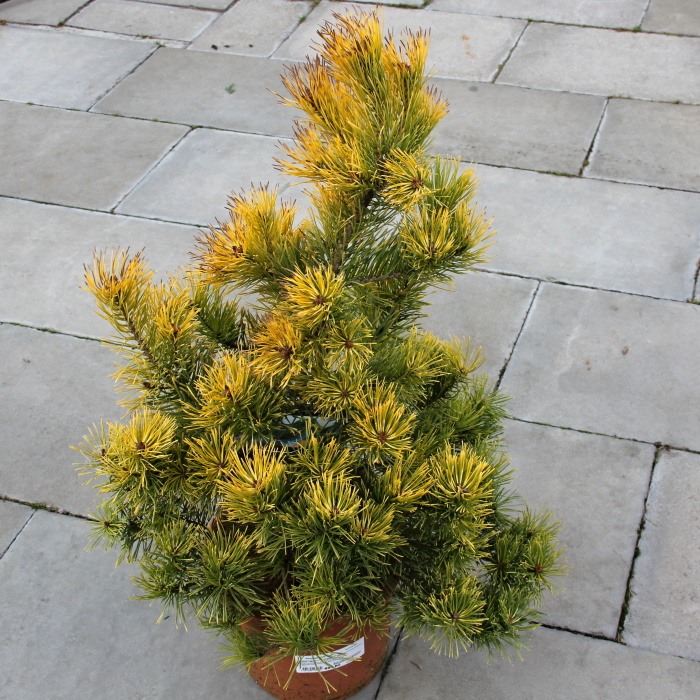 Zakrsle rostoucí jehličnany - Borovice lesní 'Aurea' 7,5 litru