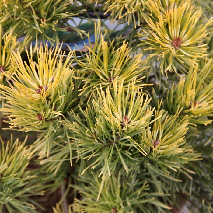 Borovice lesní 'Aurea' 7,5 litru-0