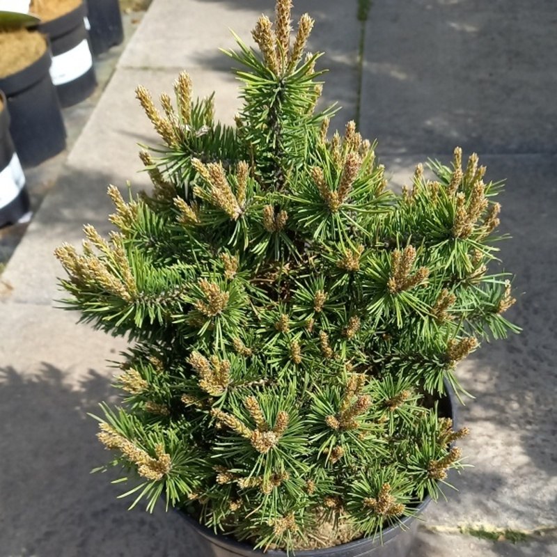 Borovice lesní Bedřich 4 litry-0