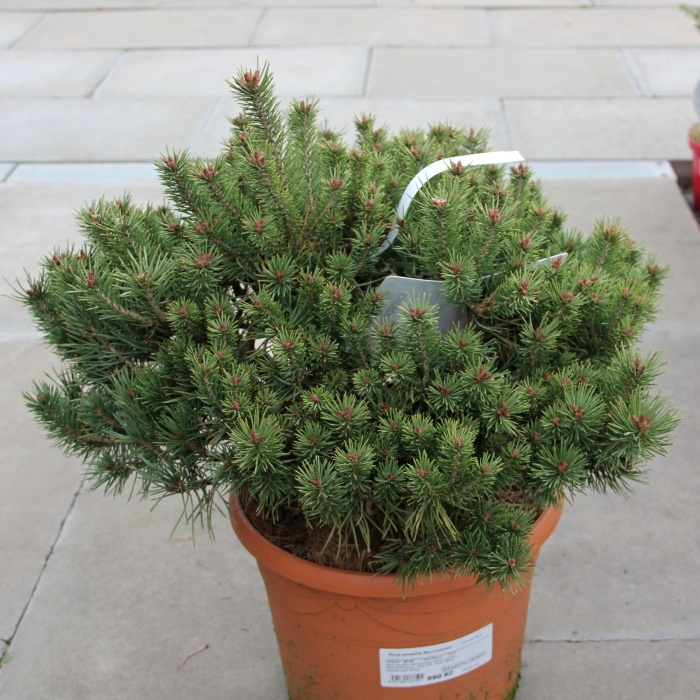 Zakrsle rostoucí jehličnany - Borovice lesní 'Beuvronensis' 7,5 litru