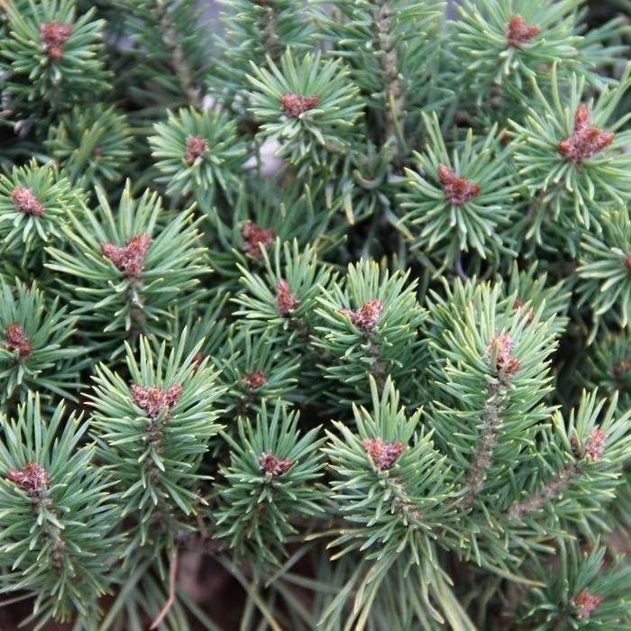 Zakrsle rostoucí jehličnany - Borovice lesní 'Beuvronensis' výška 40/60cm, květináč 4 litry