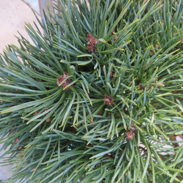 Vzrůstné jehličnany - Borovice lesní 'Chantry Bleu' 7,5 litru