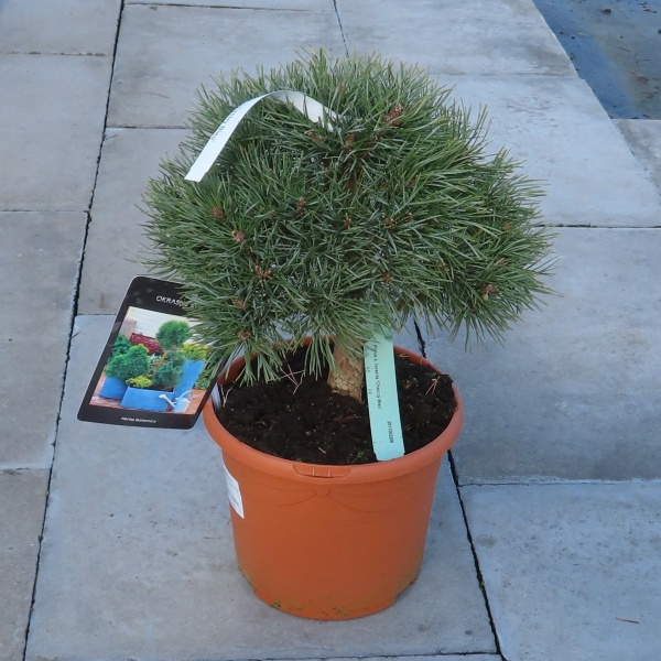 Borovice lesní 'Chantry Bleu' 7,5 litru-0