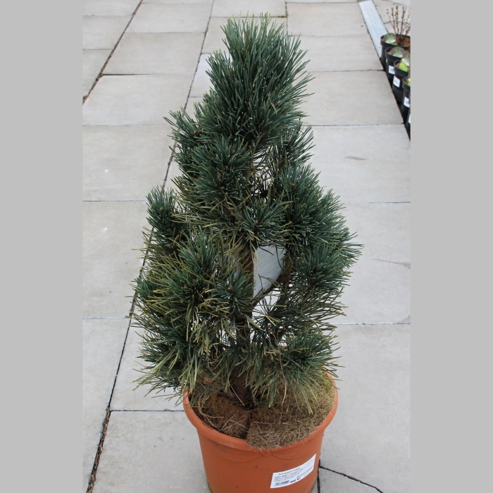 Vzrůstné jehličnany - Borovice lesní 'Fastigiata' 10 litrů