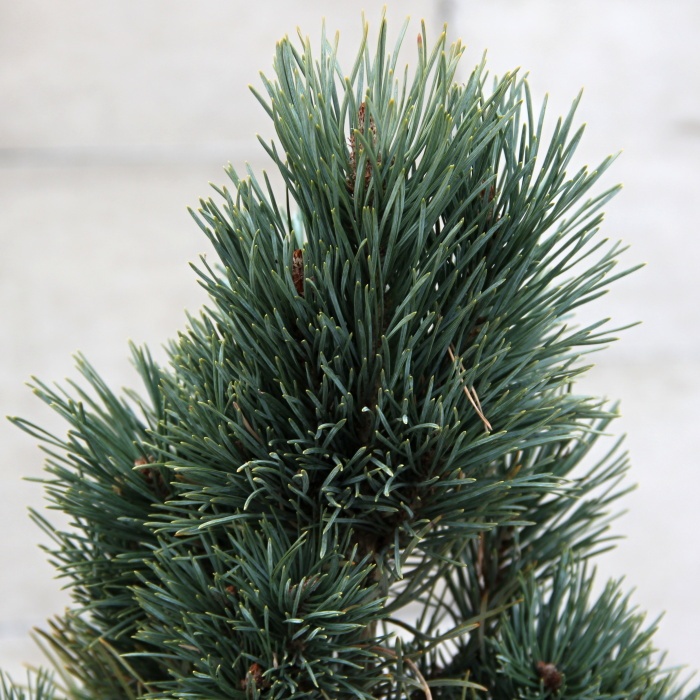 Borovice lesní 'Fastigiata' 10 litrů-0