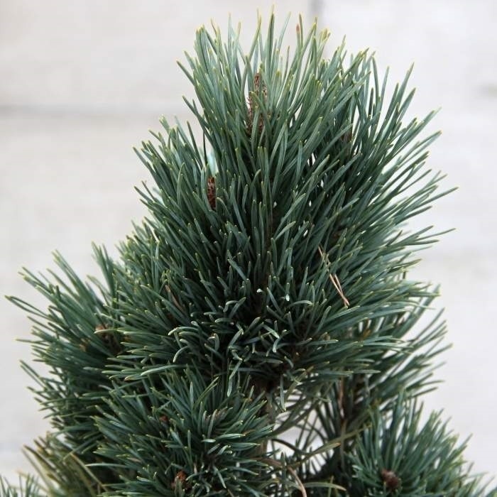 Vzrůstné jehličnany - Borovice lesní 'Fastigiata' výška 70/90cm, květináč 4 litry