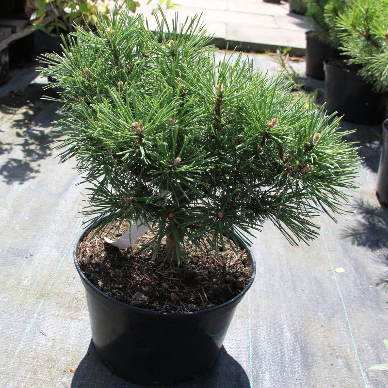 Zakrsle rostoucí jehličnany - Borovice lesní 'Fructata' 4 litry