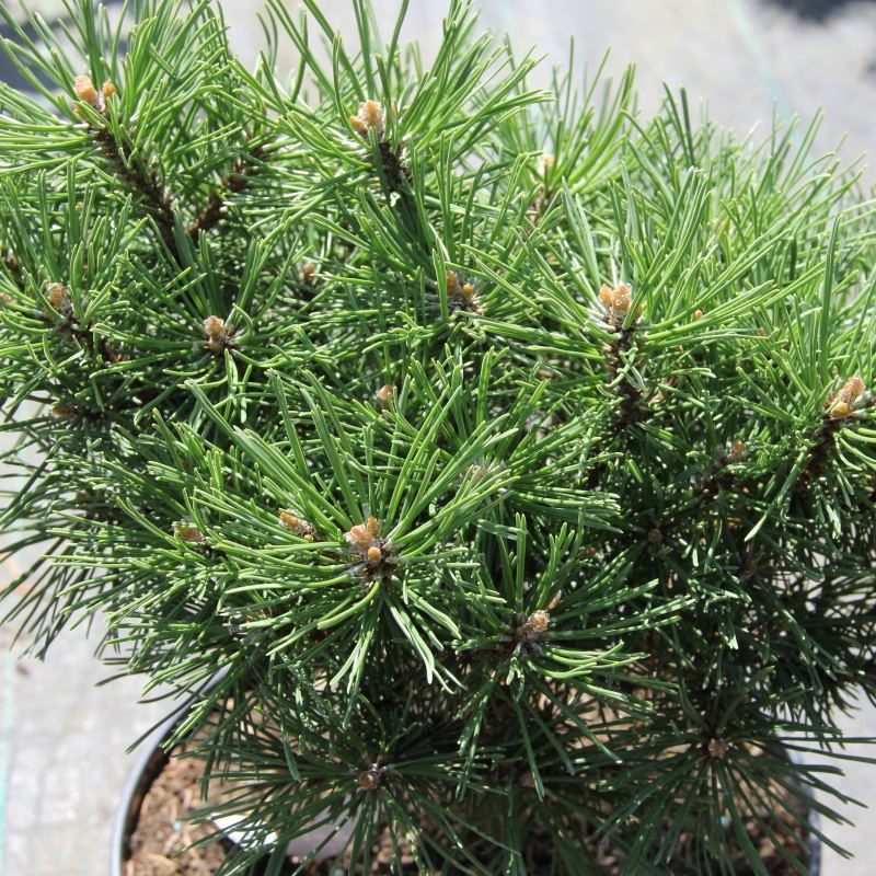 Borovice lesní 'Fructata' 4 litry-0